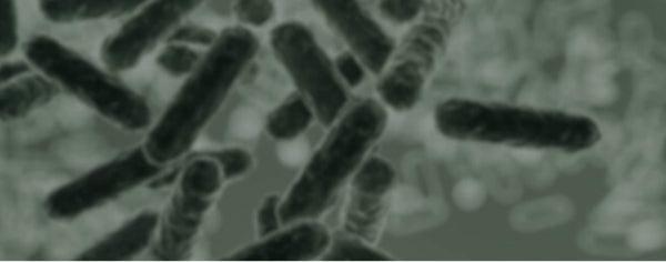 Gut Brain Axis: masterclass met Dr. Chris van der Linden. - Insentials