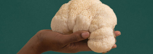 Mentaal welzijn: de kracht van nootropics zoals Lion's Mane - Insentials