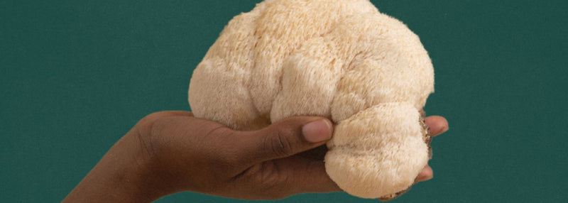 Mentaal welzijn: de kracht van nootropics zoals Lion's Mane