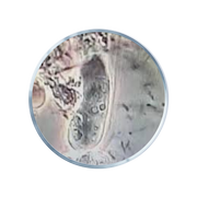 Lactobacillus paracasei