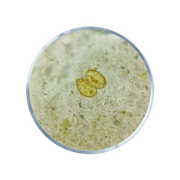 Lion's Mane of pruikzwam