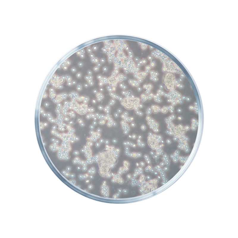 White Mulberry (Morus Alba)