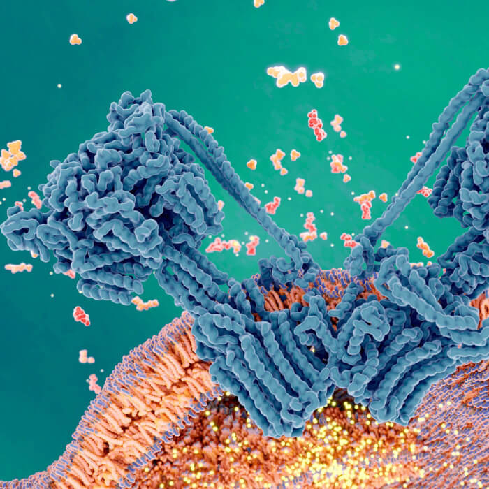 Atp productie in cel cellulaire energie magnesium