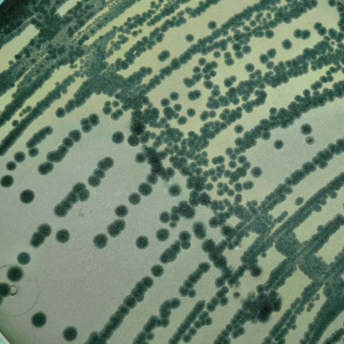 health microbiome prebiotics