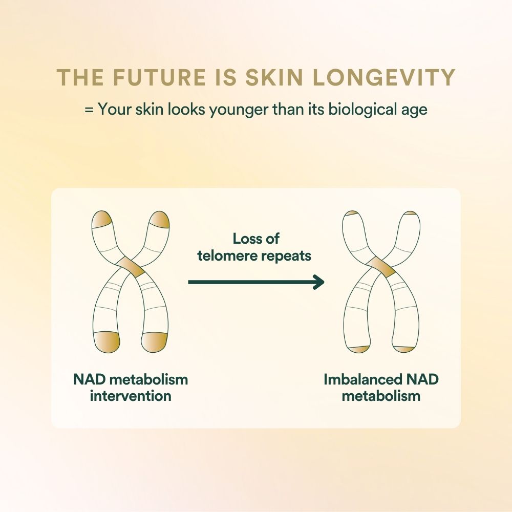 Supplements inner beauty skin longevity telomere loss