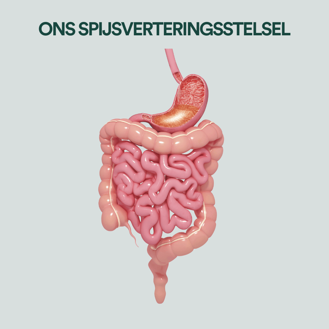 our digestive system insentials