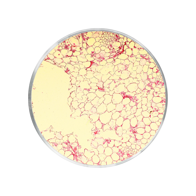 Rhodiola