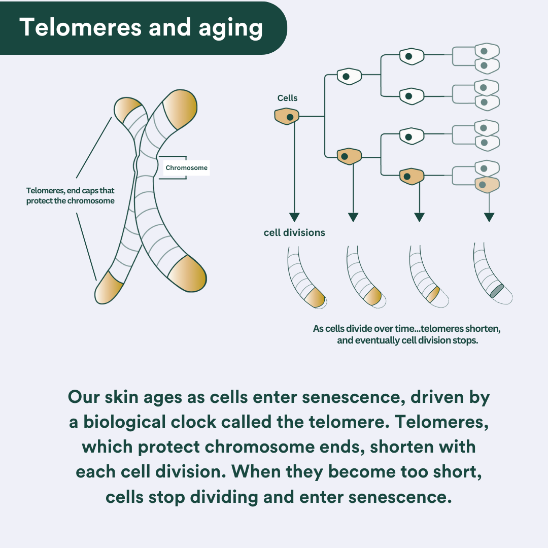 Telomeren veroudering nadh