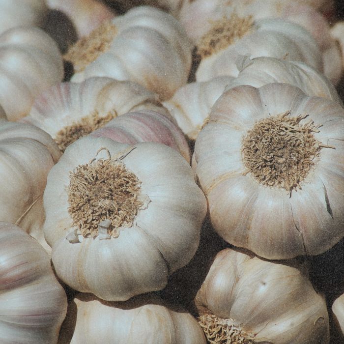 what are prebiotics